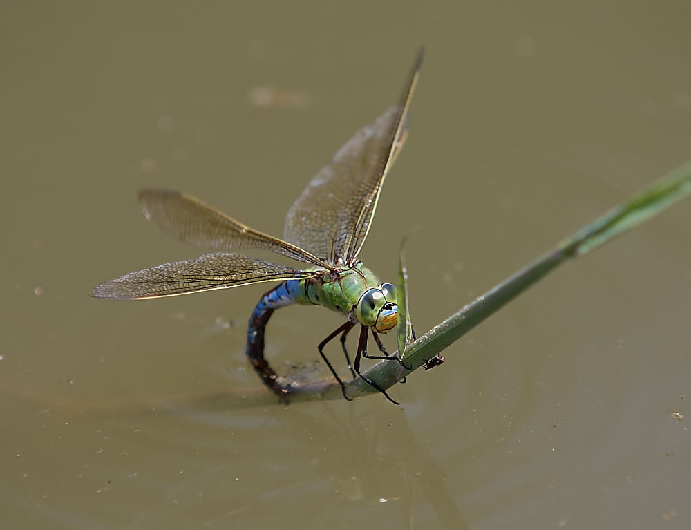 Libelle bei der Eiablage