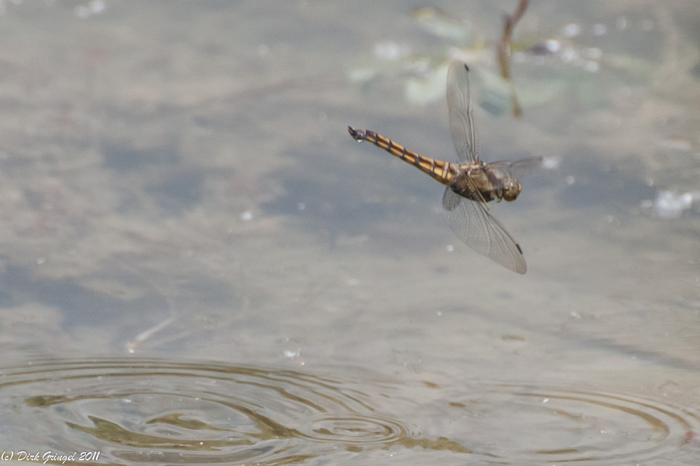 Libelle bei der Eiablage - 1