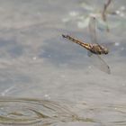 Libelle bei der Eiablage - 1