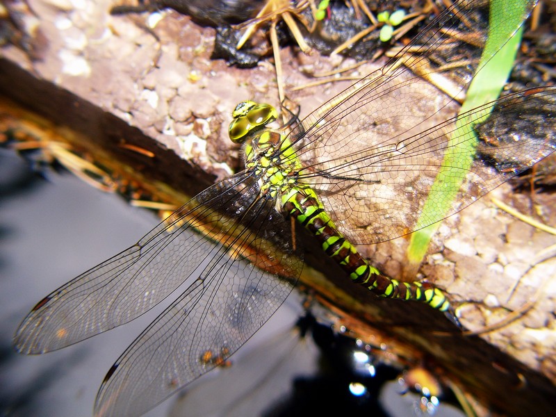 Libelle bei der Eiablage