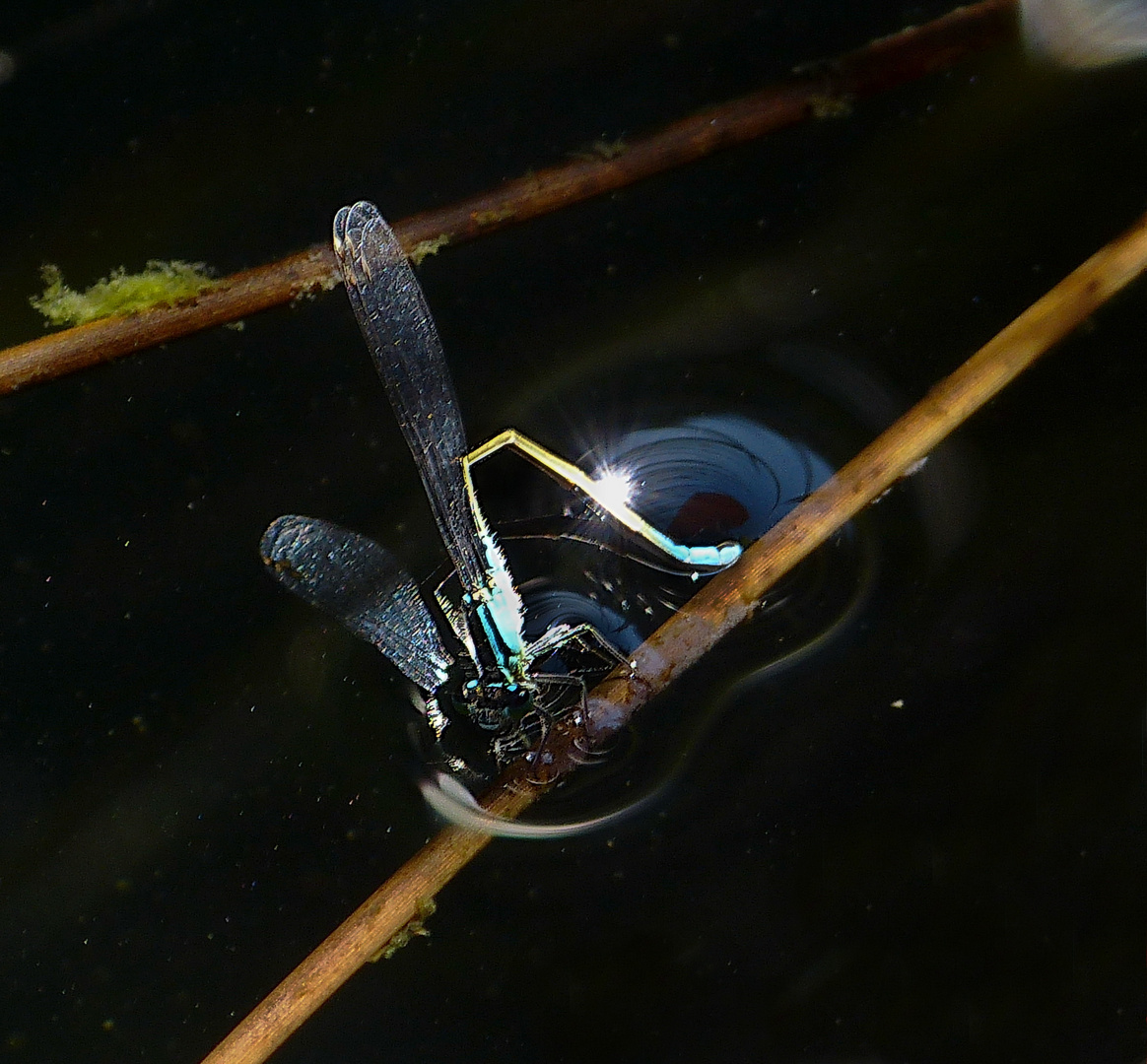 Libelle bei der Eiablage 2