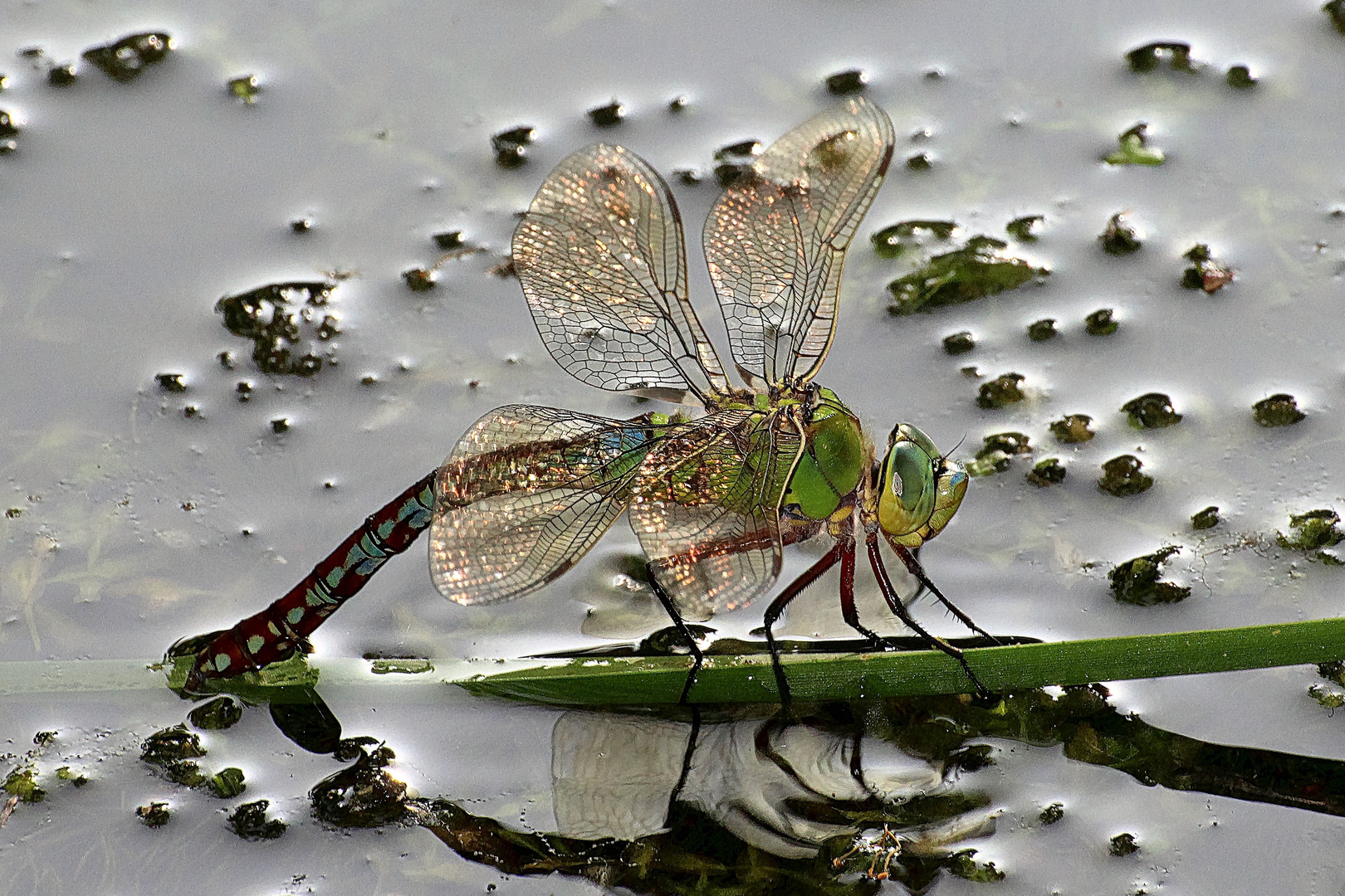 Libelle bei der Eiablage