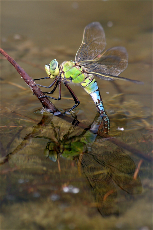 Libelle bei der Eiablage