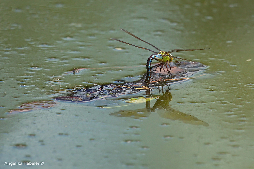 "Libelle bei der Eiablage"