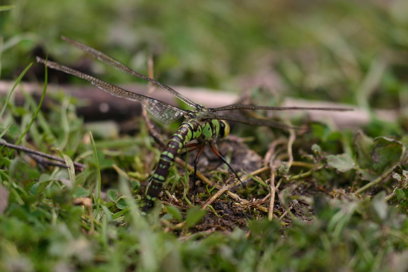 Libelle bei der Eiablage