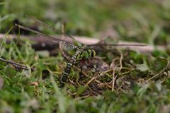 Libelle bei der Eiablage