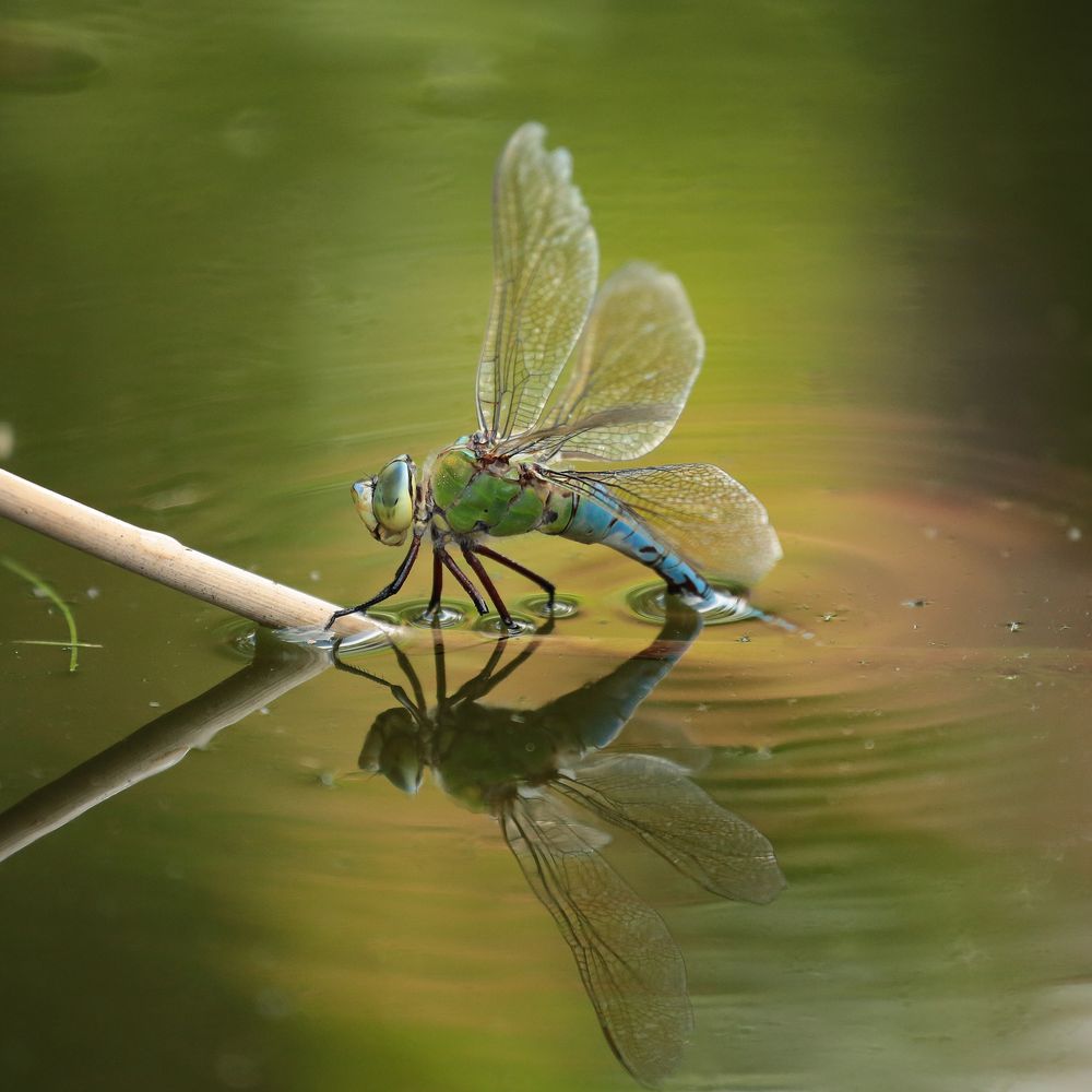 Libelle bei der Eiablage