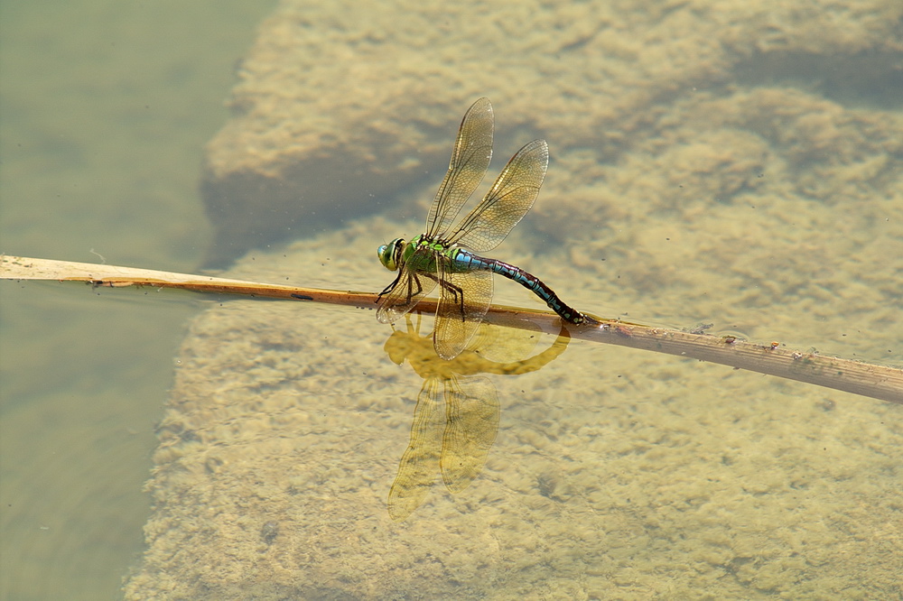 Libelle bei der Eiablage