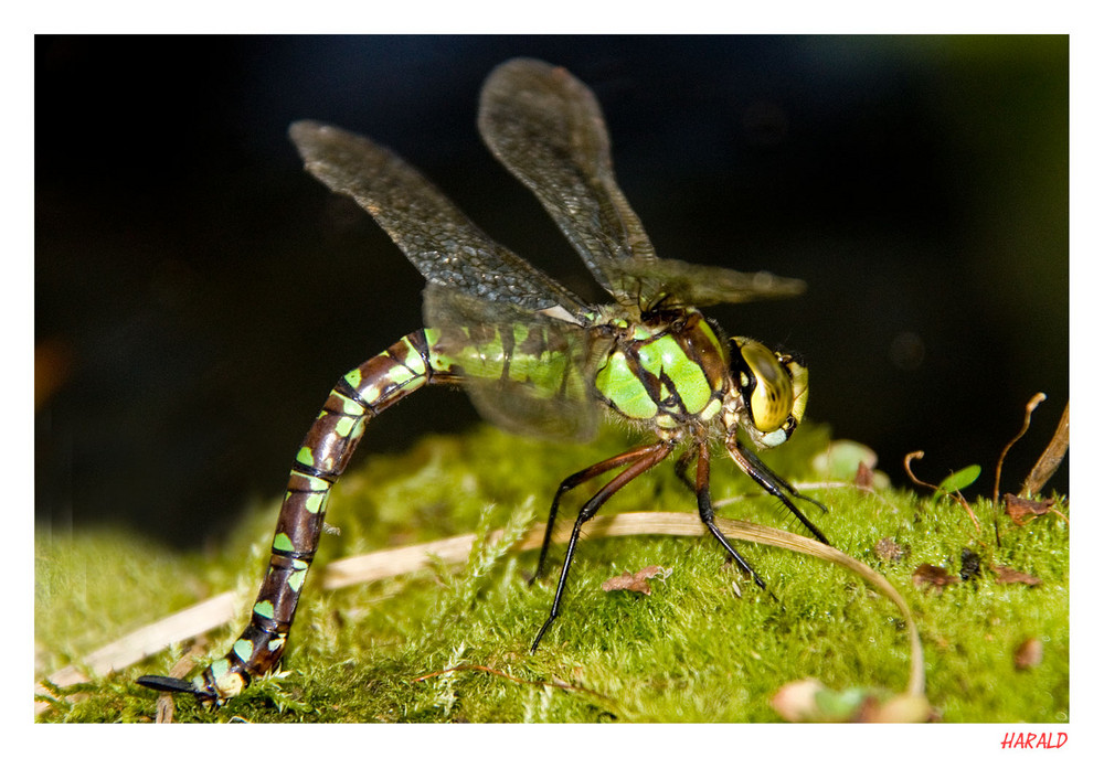 Libelle bei der Eiablage