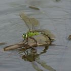 Libelle bei der Eiablage