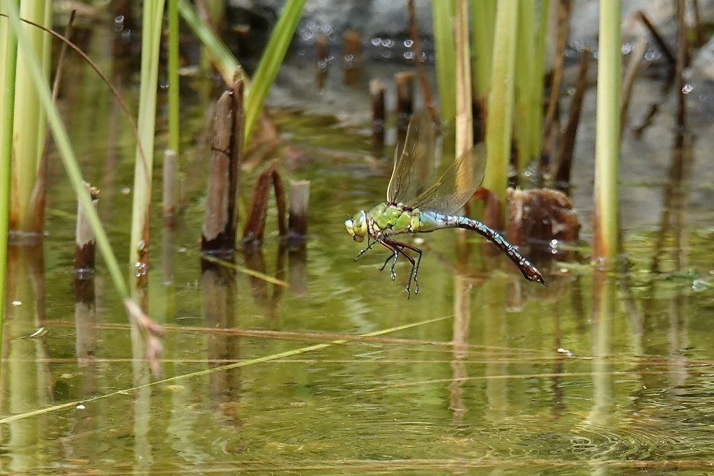 LIBELLE BEI DER EIABLAGE