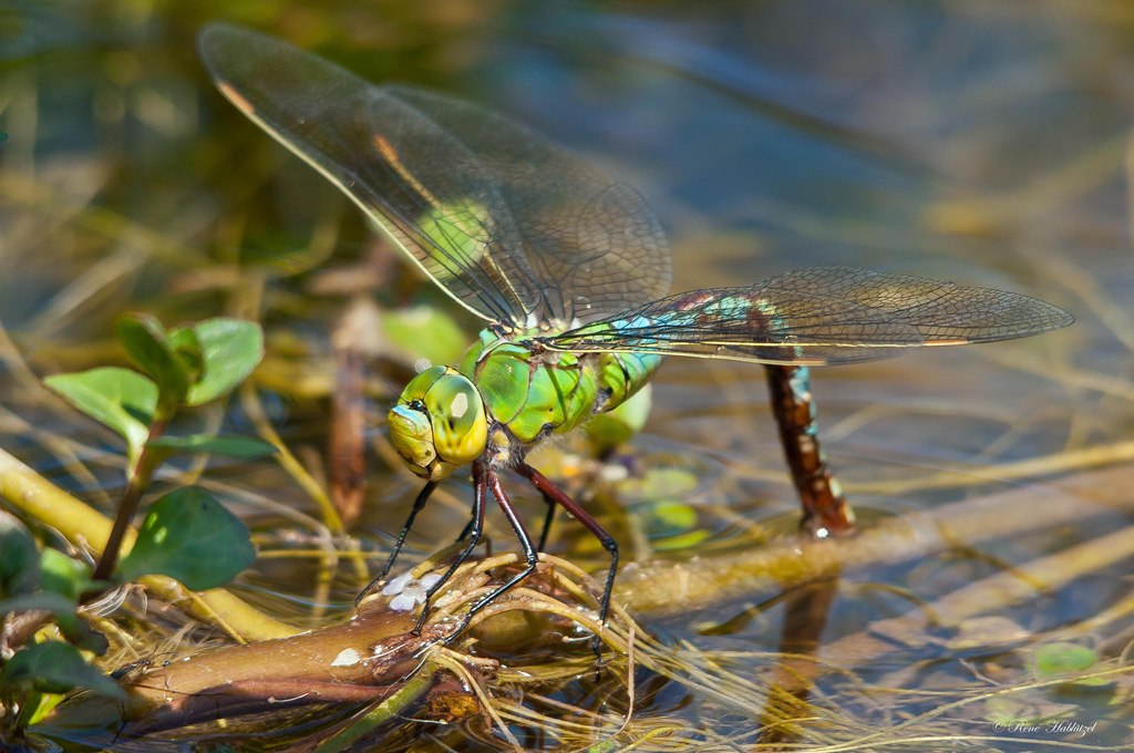 Libelle bei der Eiablage