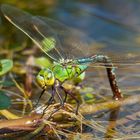 Libelle bei der Eiablage