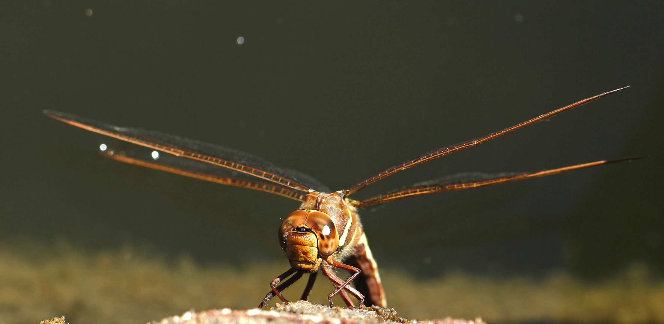 Libelle bei der Eiablage