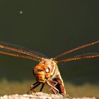 Libelle bei der Eiablage