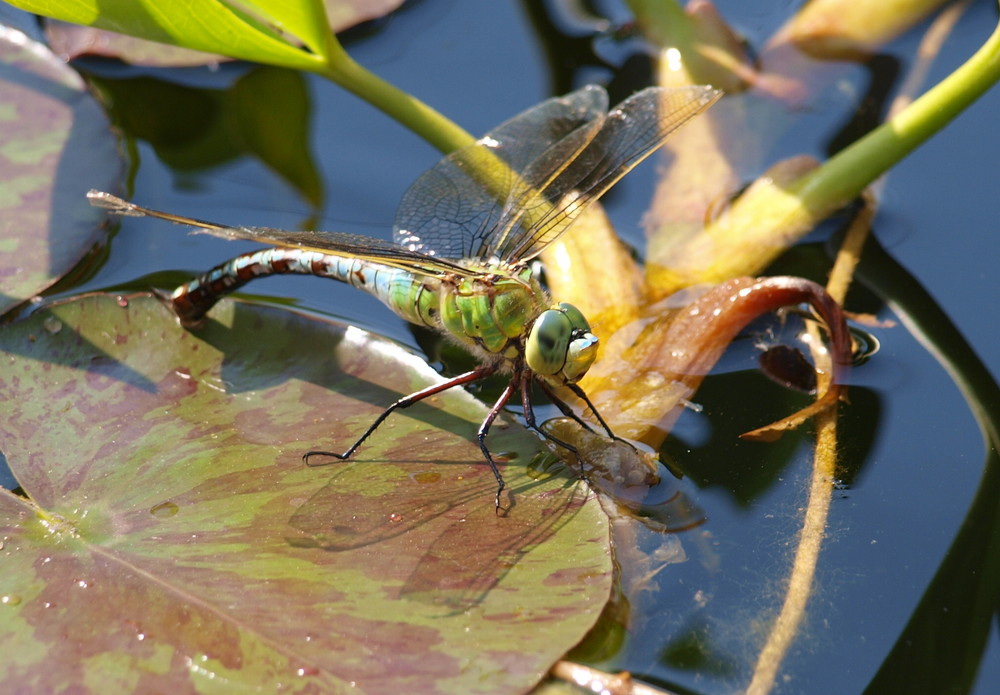 Libelle bei der Eiablage