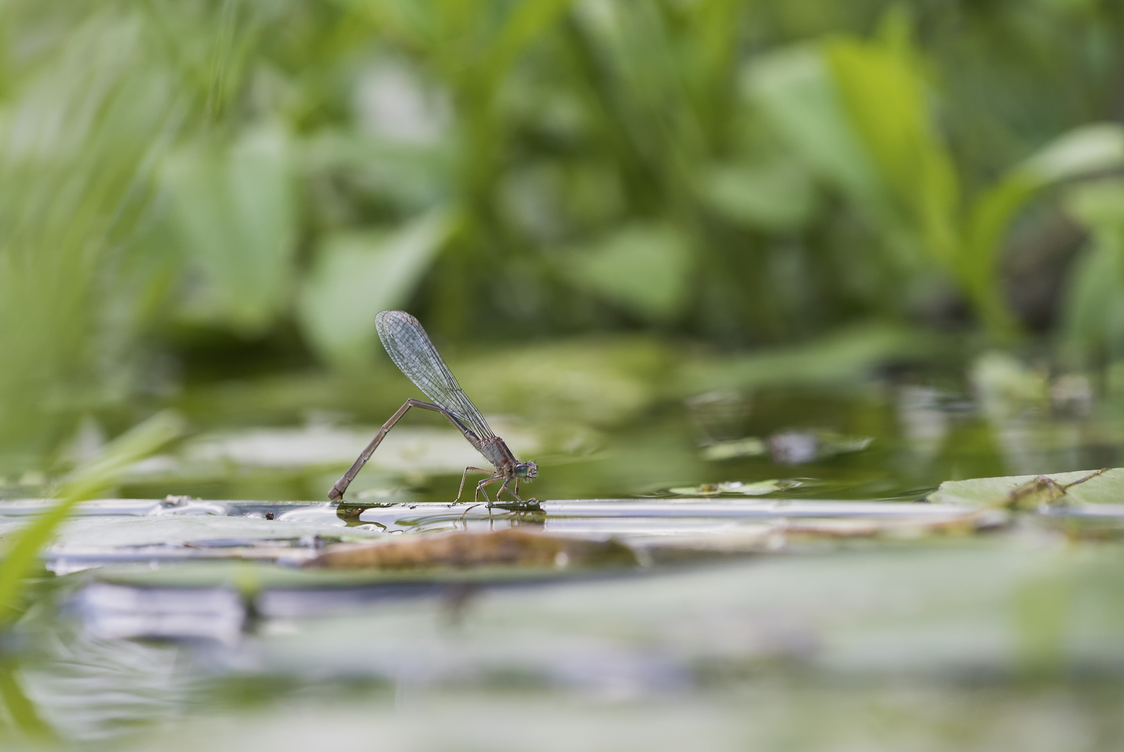 Libelle bei der Eiablage