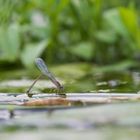 Libelle bei der Eiablage