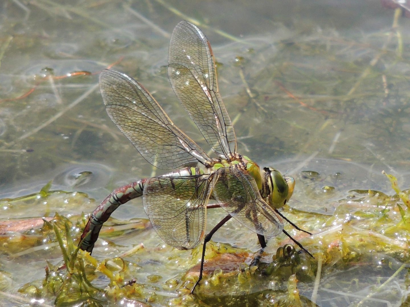 Libelle bei der Eiablage