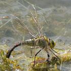 Libelle bei der Eiablage