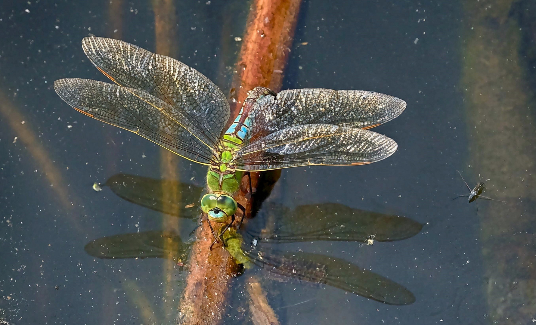 Libelle bei der Eiablage