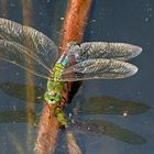 Libelle bei der Eiablage