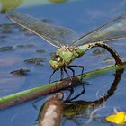 LIBELLE bei der Eiablage