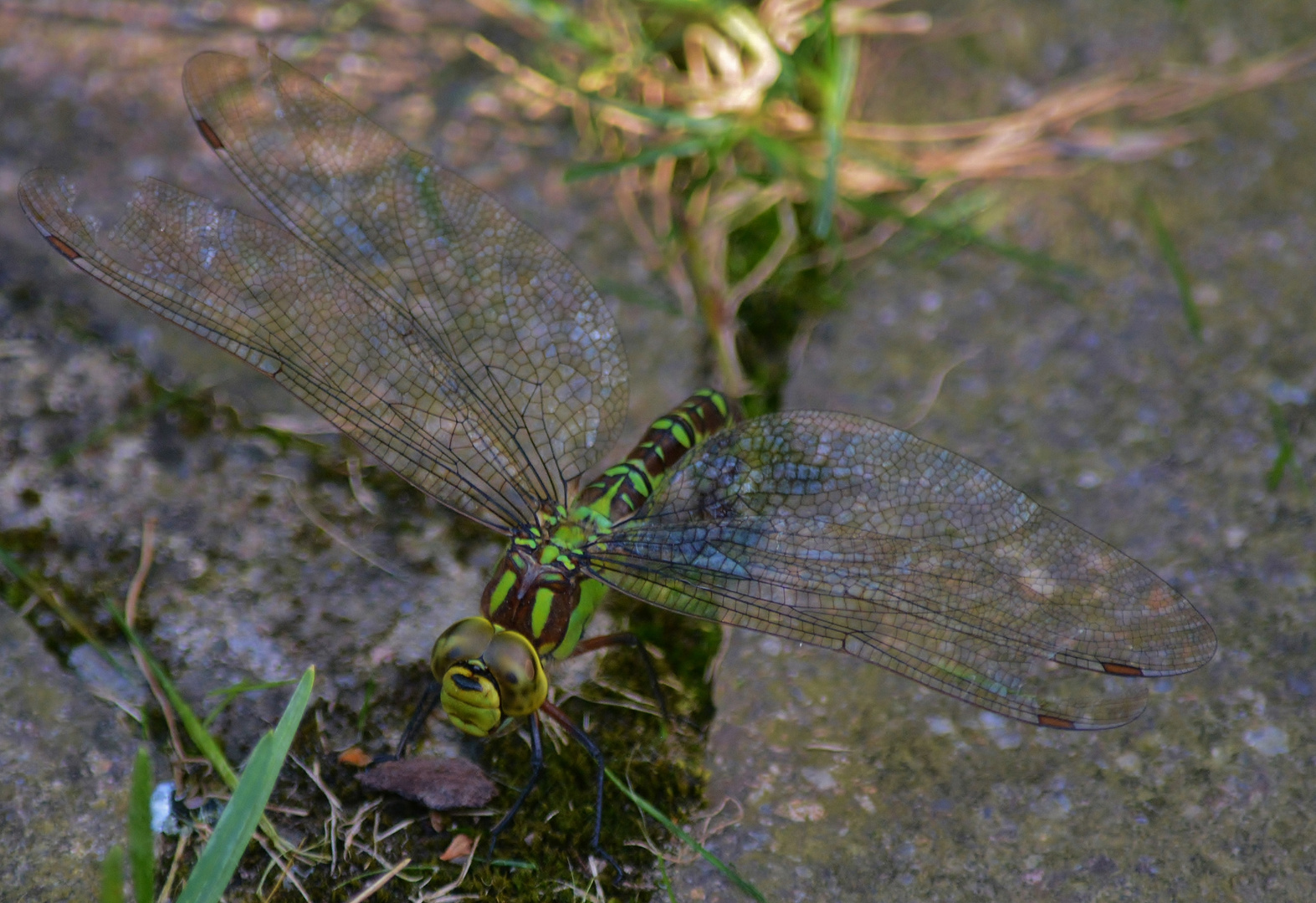 Libelle bei der Eiablage