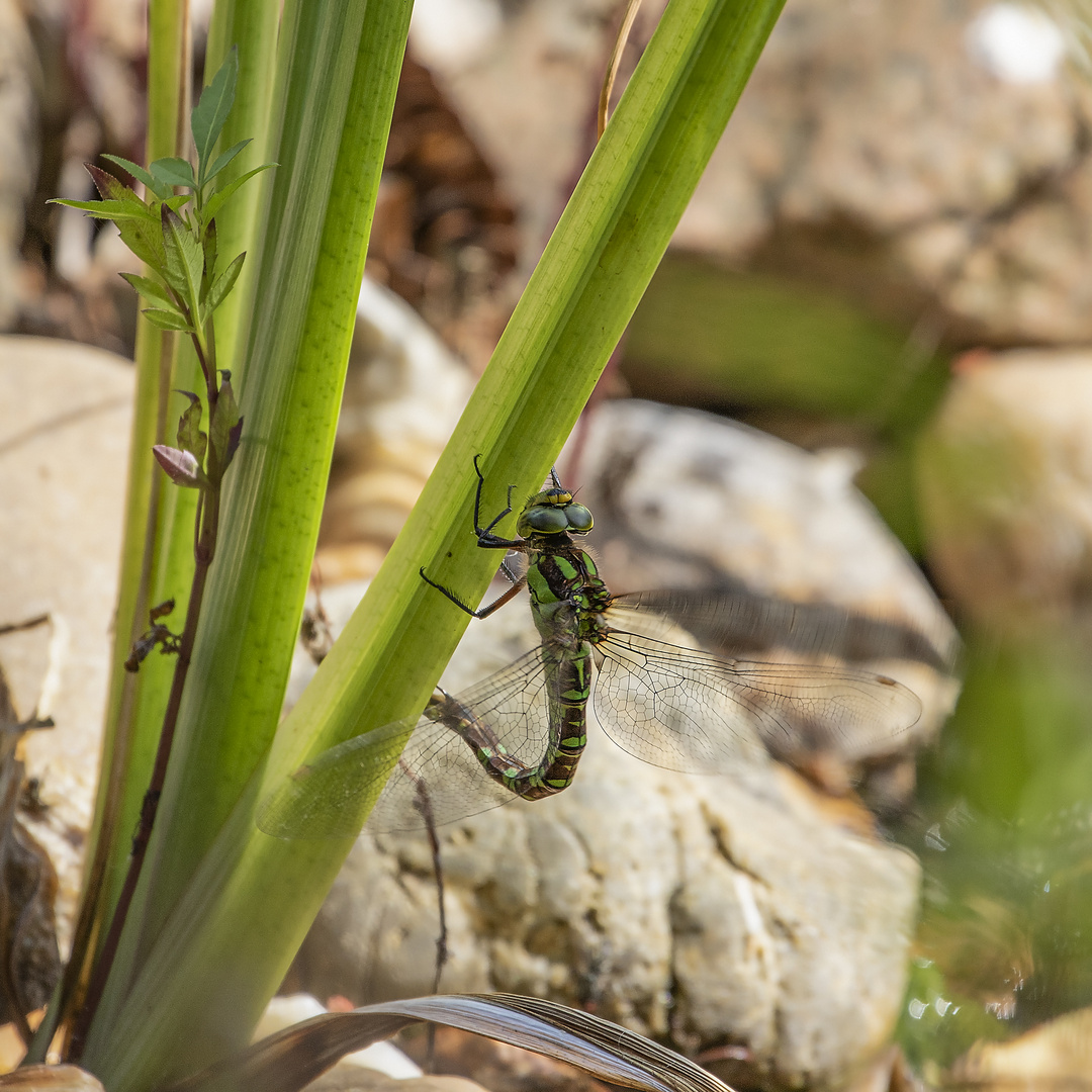 Libelle bei der Eiablage _D4A5130