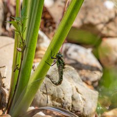 Libelle bei der Eiablage _D4A5130