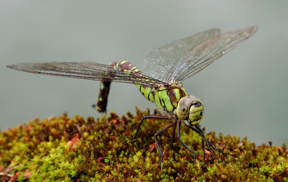 Libelle bei der Eiablage