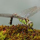 Libelle bei der Eiablage