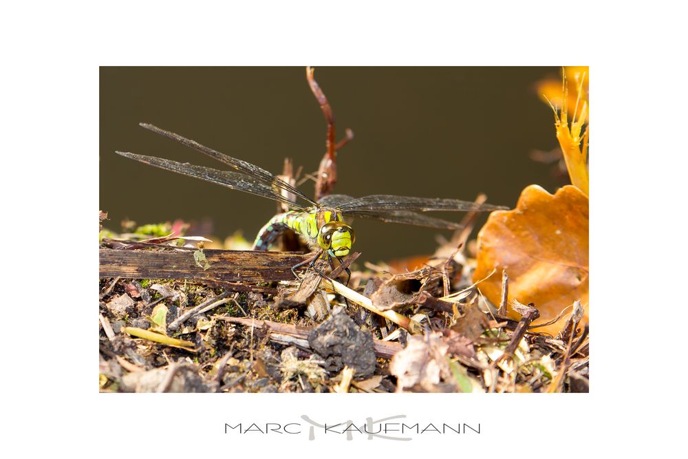 Libelle bei der Eiablage