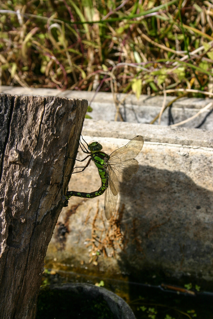 Libelle bei der Eiablage