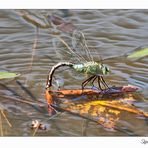 Libelle bei der Eiablage...