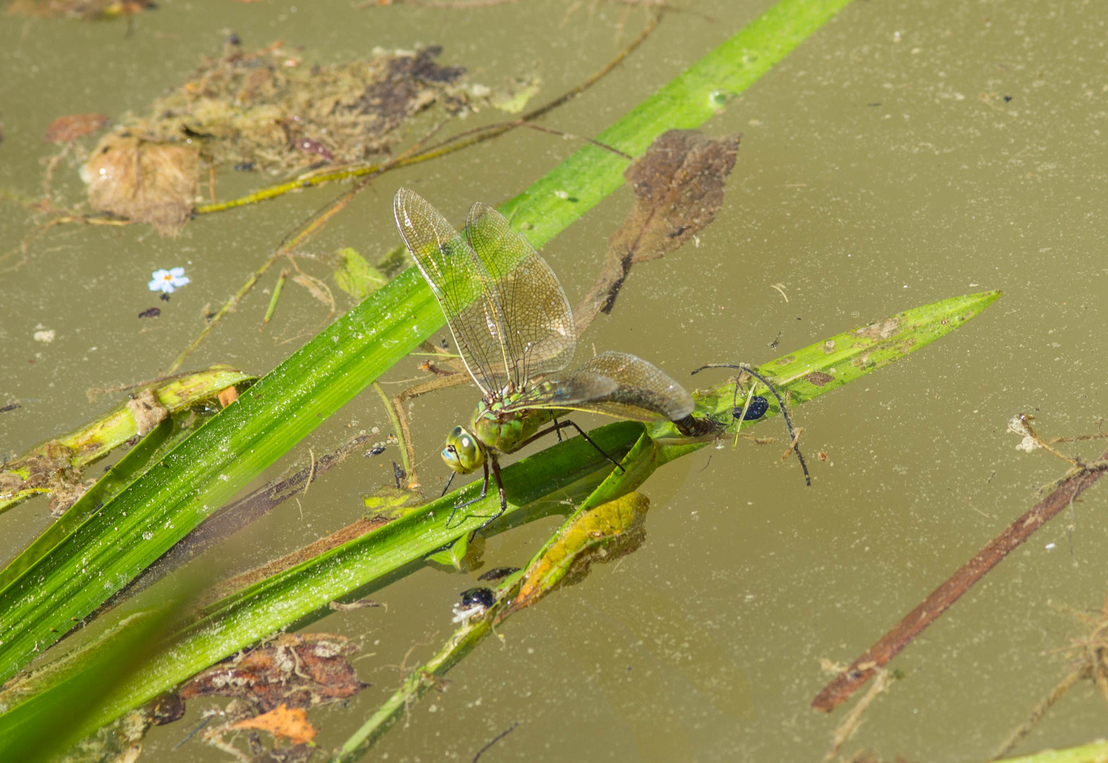 Libelle bei der Eiablage