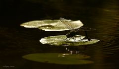 Libelle bei der Eiablage im Gegenlicht