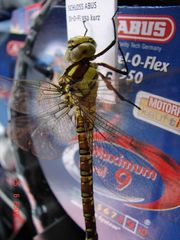 Libelle bei der Einkaufstour