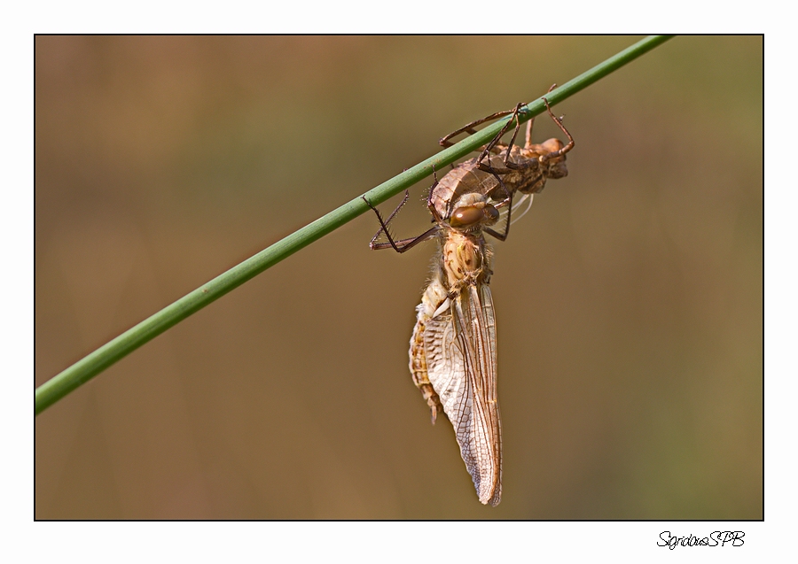 Libelle bei der Entpuppung.....