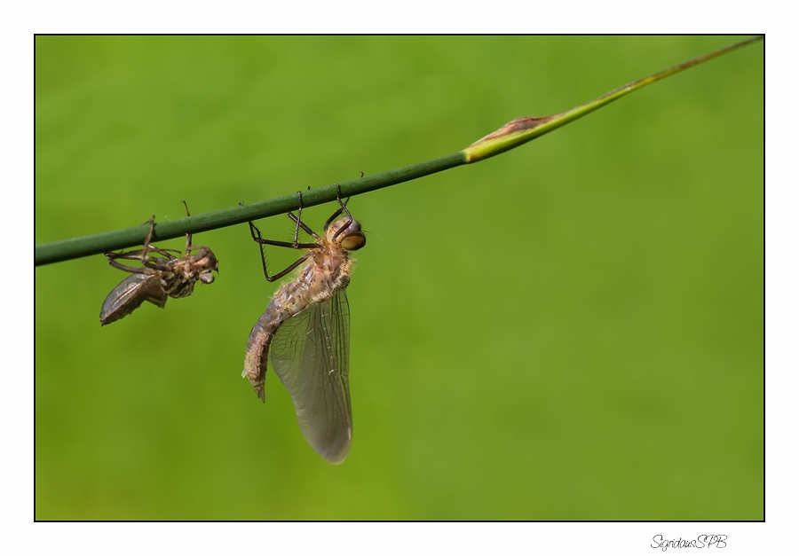 Libelle bei der Entpuppung..... 