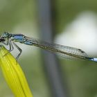 Libelle bei der Futteraufnahme