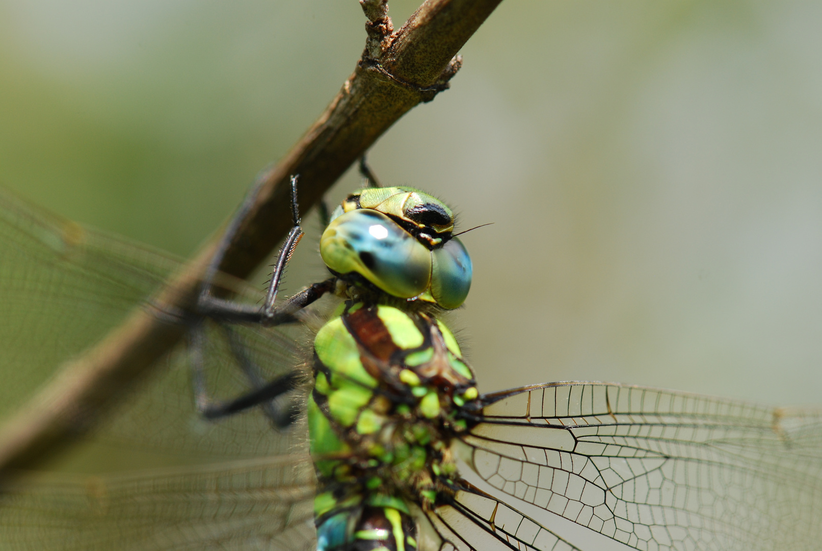 Libelle bei der Haarpflege - 1 -