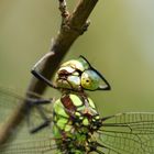 Libelle bei der Haarpflege - 3 -