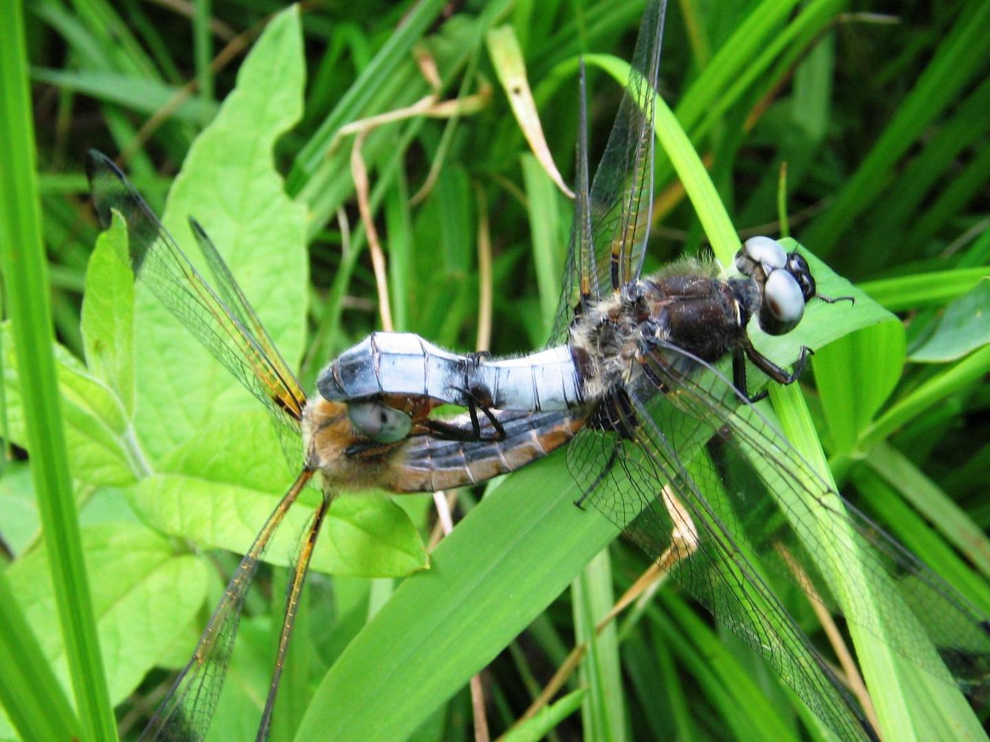 Libelle bei der Häutung