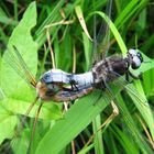 Libelle bei der Häutung