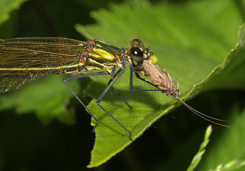 Libelle bei der Mahlzeit