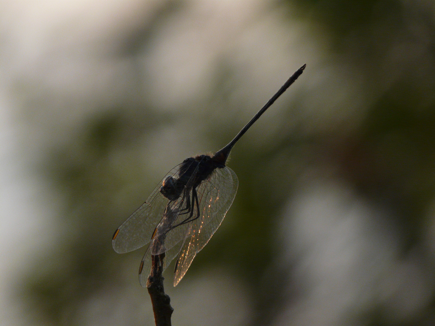 Libelle bei der Morgengymnastik 1