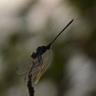 Libelle bei der Morgengymnastik 1