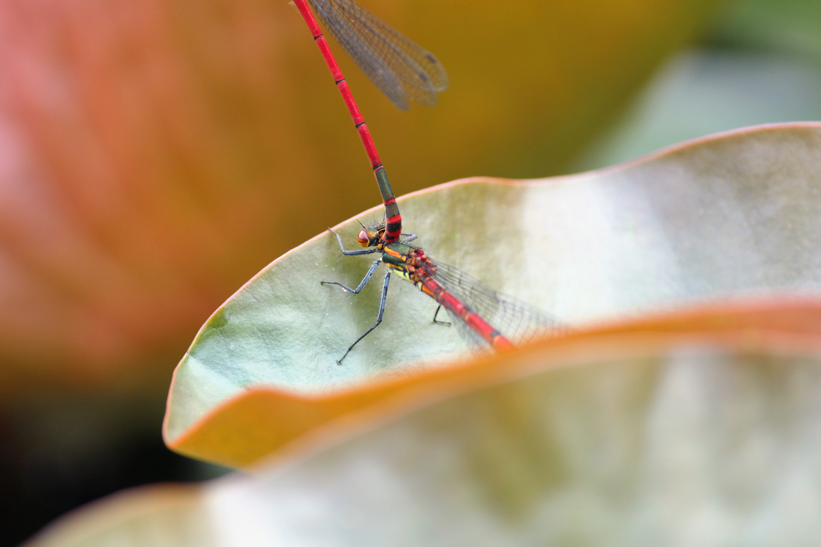 Libelle bei der Paarung