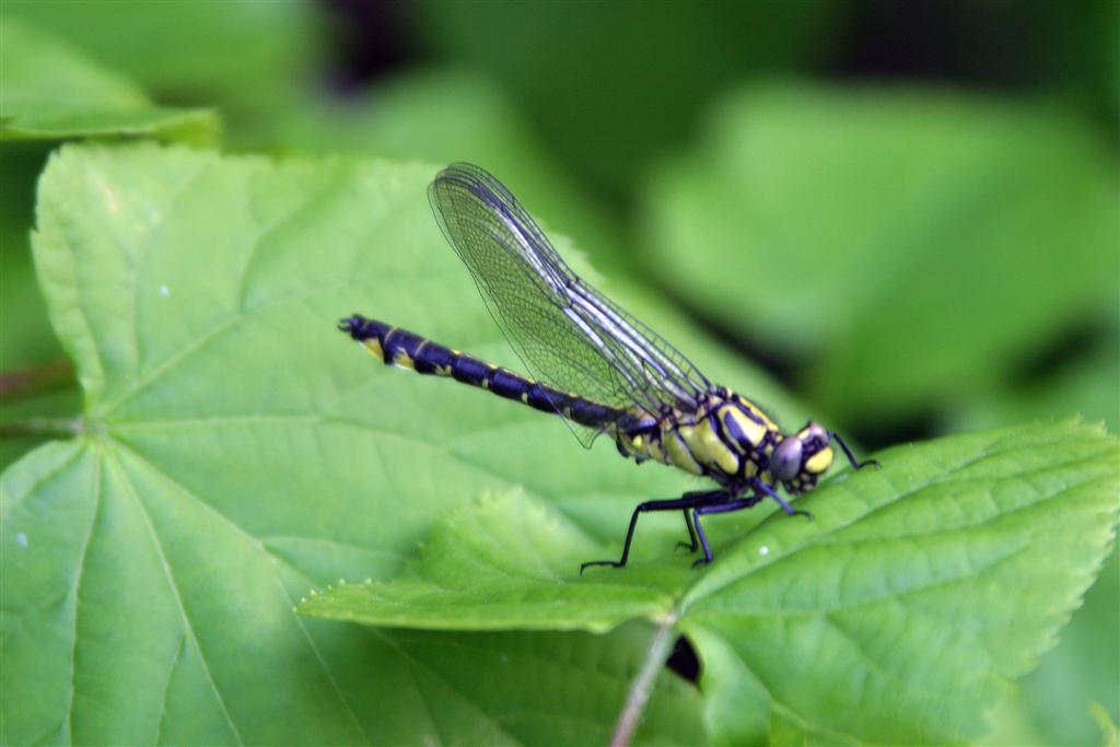 Libelle bei der Pause